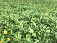 分歧：為什么說對錯只是假象？

分歧的本質：為什么我們總在爭論？

上周朋友聚會時，小張堅持認為孩子必須參加數學競賽，而小李主張應該發展興趣課程。兩人各執一詞，誰也說服不了誰。你是不是也經歷過這種常識對峙？其實這并非誰對誰錯的問題，而是我們對同一事實構建了完全不同的意義或框架。


分歧的根源：建構邏輯的差異

建構主義認為，事實本身是中立的，我們通過自身經驗、文化背景等因素，為事實賦予特定意義。就像盲人摸象：
A摸到象腿說這是柱子
B摸到耳朵說這是扇子
雙方基于真實接觸形成的解釋，卻無法在單一維度理解全貌。也就是說雙方都沒有看清大象這個整體。


生活中也有這樣的實例：同樣看到外賣員闖紅燈：

甲的建構是：規則必須絕對遵守 → 出行危險
乙的建構是生存壓力大于交通規則 → 深表同情

雙方都有合理邏輯，只是選取了不同的認知視角。


導致分歧的原因，是我們對同樣的事實，遵循著不同的建構邏輯。對同一件事，可能建構出了兩個完全不同的方向，其實在各自的認知建構里都沒錯。

～～～心理學小筆記～～～配圖