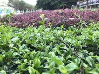 如何面對青春期叛逆的孩子？

青春期孩子叛逆的主要原因：

首先，他們處在生理發育期，自我意識增強。

孩子們的身體和性器官都在發生變化，這些變化可能導致他們感到不安、焦慮和情緒波動。這個階段，他們渴望更多的自由。如果此時父母還希望孩子對自己言聽計從，他們就會通過挑戰家長權威、賭氣離家出走等行為來表達自己的不滿情緒。

其次，心理上的變化帶來壓力，但同時對未知的好奇心增強。

孩子們開始形成自我意識和獨立思考能力，同時也會面臨許多心理壓力和挑戰，如學業壓力、社交關系等。他們會對很多事物感興趣，其中就包括父母眼中不健康的行為，如玩游戲、早戀、沉迷手機等等。

還有，家庭環境與父母言行的刺激。

家庭環境對孩子的成長和發展有著重要的影響。父母的教育方式、家庭氛圍、親子關系是否和諧等因素，都可能影響孩子的心理狀態和行為表現。對處在青春期的孩子，如果父母再采用控制、嘲諷、吼叫、打罵等暴力溝通方式，會激發孩子更多的叛逆行為。


最后，對于叛逆期孩子的教育，父母需要保持耐心和理解。

要與孩子建立良好的溝通渠道，傾聽他們的想法和感受，尊重他們的意見和決定。在保證孩子安全和遵守道德底線的前提下，給予孩子多一些自由和空間，讓他們對自己的事情擁有主動權，這樣他們才會感到安全，才愿意接受父母正確的引導。當孩子感受到自己被尊重、被肯定，他們的反抗和抵觸情緒也會慢慢減少。

也就是說，第一步要先肯定孩子的觀點。不管孩子說什么，先不評判，不和孩子爭對錯，多給孩子一種正向的肯定。比如“你從這個角度思考有一定的道理，我可以說說我的理解么”。

～～～親密關系學習筆記～～～配圖