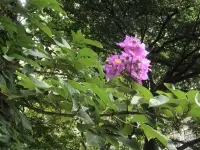 抓住關鍵、接納現狀、想象未來——普通人突破心理卡點的4個底層能力

我們知道，心理學的核心思想是研究人們捉摸不定的內心，但內心的東西并不是一個人隨心所欲、說變就變的。所以，我們需要刻意訓練自己的4種能力，讓心理學成為人生的正向航標。

接前篇，我們繼續學習第三種能力，叫作接納的底氣

接納，就是讓我們認識到一種狀態“沒那么容易改變”。在我們遇到不滿意的狀態時，不要輕易地責備任何人，當然也不輕易責備自己。任何一種現狀，無論你滿意與否，只要它是穩定的，就不是一個巧合。如果想要強行去改變，幾乎不可能，甚至會帶來更多傷害。如果一件事好或壞暫時都無法改變，那就選擇去接納它，不為難自己，才是明智的，對么？

最后，我們還要訓練一種能力，叫作想象不一樣的可能。

請記住一句話：沒有什么“命中注定”的好或不好，人是可以改變的。

當然改變很不容易，因為新的可能性必須建立另一種新的穩態基礎。它不是三天、五天就會自動發生改變，它需要建立一種長期的、足以自我維持的規律。但無論多復雜，它是有可能的。有時候我們只要看到這種可能性的存在，就是有意義的。

雖然，我們會受到現實的很多制約，但讓自己內心多保留一點彈性和可能的希望，試著在頭腦里多練習練習也挺好的，對么！

當我們對現狀有接納的底氣，也知道怎樣的改變是可行的。這樣換一個思路也是一種對自己的激勵。

～～《李松蔚.心理學通識》學習筆記～～配圖