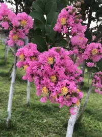 亲密关系怎么有效沟通？

我们知道，亲密关系的基石是互相尊重、共情，以及对对方的深刻理解。但真正做到并不容易，主要原因之一，是双方没有或很少进行有效沟通和深入谈话。而有效沟通，是化解伴侣们矛盾的关键点。

有效沟通，包括语言的交流和心灵的碰撞。它需要我们彼此倾听，理解对方的感受和需求，然后共同寻找解决问题的方法。

1.主动示弱，化解彼此之间的强势沟通。

主动示弱是一种态度，表示伴侣愿意放下一味坚持的自己，放下自以为是，放低姿态，主动改变，这种示弱的态度会让对方心情愉悦。而示弱，也并不是任人摆布和自我牺牲。

在爱的世界里，我们需要主动示弱。因为当双方发生矛盾和争吵时，并没有绝对的胜负对错，只有相互的理解和包容才能平息矛盾解决问题。主动示弱并不是弱者，而是智者的温柔与智慧，这是用自己一颗柔软的心去触碰对方的情感世界。

在和伴侣的日常交谈中，我们需要经常练习用平静柔和的语气说话。比如：“我刚才可能有点急了，我们能不能平心静气地聊聊？可能我们的期待不同，让我先冷静一下，我们一起想想更好的办法。”

2.将心比心，与伴侣产生共情。

因为爱是相互的，将心比心的意思是，如果你爱一个人，就用自己的心去比照伴侣的心，设身处地替TA着想。当你设身处地的为对方着想后，你也会得到伴侣的同理心和共情。

在这个快节奏的时代，我们容易忽略对方的感受，而将心比心，就是那把打开对方心门的钥匙。它要求我们在沟通时，能够设身处地地为对方着想，感受对方的喜怒哀乐。

比如，在对方不顺心时先耐心倾听事情的整个过程，然后回应：“嗯，看来你今天事情不顺利心里感到不痛快，我能感受到你的疲惫和无奈。”

3.赞美对方，让细水长流的日常更温暖。

赞美是维系亲密关系的重要武器。我们都喜欢听到别人的赞美和夸奖，因为这能让我们感到自己的价值和被认可。在亲密关系中，经常赞美对方，不仅能让对方感到开心和满足，还能增进双方的感情。

赞美，是婚姻爱情中最美的语言。它不需要华丽的辞藻，只需要一颗真诚的心去发现对方的美好。赞美，不仅能让对方感受到你的欣赏和爱意，还能让你们的日常生活充满温馨和甜蜜。

总之，在爱的旅途中，我们需要用主动示弱的方式来化解彼此的强势沟通；用将心比心建立深厚的情感连接；用赞美对方为爱情注入新的活力。

爱情不只是花前月下的山盟海誓，更是平凡日子里温暖人心的生活点滴。亲爱的朋友伙伴，让我们一起践