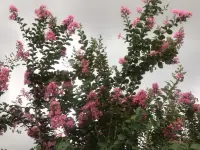 为何爱会伤人

说实话，亲密关系或婚姻关系可能是我们一生中重要的关系。很多人以为：亲密关系的维系，只要有爱就够了，真是这样吗？可是随着彼此相处时间的增加，却能听到很多同样的抱怨：“为何当初口口声声说最爱我的人，却伤我最深”。究其原因，可能和双方的界限意识有着重要关系。

下面，我们来了解一下亲密关系的三条重要界限意识：

界限一：遵守合约精神

在令人羡慕的婚姻里，往往都有一对优秀的合伙人。相信读者朋友们对这句话并不陌生，对么？我们都知道亲密关系中的两个人，大部分都有不同的成长环境和家庭背景。这些不同，我们在婚前已经知道，也愿意彼此接受。那么在婚后，我们也必须继续真诚地接纳彼此间存在的不同，在求同存异中愉快相处。

伴侣双方就像一个公司的两个合伙人，也像同一个战壕里的战友，是友好的合作关系。我们各自都需要履行好自己的职责，才能长久地并肩面对生活的酸甜苦辣。

界限二：清晰身份定位

当面对双方需要处理各自原生家庭（包括父母、兄弟姐妹以及其他亲人）的问题时，我们不带着批判、偏见和指责去破坏关系，只是把界限标示出来帮助对方觉察，让身处其中的人看得更清楚一些就可以了。这里提倡的原则就是：核心矛盾由身处矛盾的人自己去处理。

界限三：学会控制情绪

成熟的标志之一是拥有稳定的情绪。但在很多的亲密关系中，情绪没有边界。很多不会控制情绪的人，通常对着身边最亲近，最在乎自己的爱人爆发。

爱自己是一切的开始。先爱自己才能内心丰盈且情绪稳定。

人人都渴望被关心和关注。我们在表达自己情绪的同时，也要做好倾听的准备。如果伴侣愿意多说些什么，我们首先只需要耐心的倾听，倾听而不评判。然后，中立地表达，舒缓对方的情绪即可，不火上浇油进一步激发情绪。尽量多给对方带来关心、温暖，而不是过分关注或干涉，这样伴侣之间长期相处才会更舒服。

建立恰当的边界，实际上是伴侣间能长期和睦相处的根本。我们的爱要有度，不能过于浓烈，也不能太过任性，不然对方一定会心生倦怠。

一个时常让人感到快乐的伴侣，将积极的情绪传递给对方时，会更容易收获积极情绪的正向回馈。在有界限意识的良性互动中，伴侣间的关系也会越来越融洽。

~~~亲密关系心理学小笔记~~~
