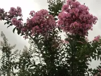 为何爱会伤人

说实话，亲密关系或婚姻关系可能是我们一生中重要的关系。很多人以为：亲密关系的维系，只要有爱就够了，真是这样吗？可是随着彼此相处时间的增加，却能听到很多同样的抱怨：“为何当初口口声声说最爱我的人，却伤我最深”。究其原因，可能和双方的界限意识有着重要关系。

下面，我们来了解一下亲密关系的三条重要界限意识：

界限一：遵守合约精神

在令人羡慕的婚姻里，往往都有一对优秀的合伙人。相信读者朋友们对这句话并不陌生，对么？我们都知道亲密关系中的两个人，大部分都有不同的成长环境和家庭背景。这些不同，我们在婚前已经知道，也愿意彼此接受。那么在婚后，我们也必须继续真诚地接纳彼此间存在的不同，在求同存异中愉快相处。

伴侣双方就像一个公司的两个合伙人，也像同一个战壕里的战友，是友好的合作关系。我们各自都需要履行好自己的职责，才能长久地并肩面对生活的酸甜苦辣。

界限二：清晰身份定位

当面对双方需要处理各自原生家庭（包括父母、兄弟姐妹以及其他亲人）的问题时，我们不带着批判、偏见和指责去破坏关系，只是把界限标示出来帮助对方觉察，让身处其中的人看得更清楚一些就可以了。这里提倡的原则就是：核心矛盾由身处矛盾的人自己去处理。

界限三：学会控制情绪

成熟的标志之一是拥有稳定的情绪。但在很多的亲密关系中，情绪没有边界。很多不会控制情绪的人，通常对着身边最亲近，最在乎自己的爱人爆发。

爱自己是一切的开始。先爱自己才能内心丰盈且情绪稳定。

人人都渴望被关心和关注。我们在表达自己情绪的同时，也要做好倾听的准备。如果伴侣愿意多说些什么，我们首先只需要耐心的倾听，倾听而不评判。然后，中立地表达，舒缓对方的情绪即可，不火上浇油进一步激发情绪。尽量多给对方带来关心、温暖，而不是过分关注或干涉，这样伴侣之间长期相处才会更舒服。

建立恰当的边界，实际上是伴侣间能长期和睦相处的根本。我们的爱要有度，不能过于浓烈，也不能太过任性，不然对方一定会心生倦怠。

一个时常让人感到快乐的伴侣，将积极的情绪传递给对方时，会更容易收获积极情绪的正向回馈。在有界限意识的良性互动中，伴侣间的关系也会越来越融洽。

~~~亲密关系心理学小笔记~~~