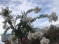 为何爱会伤人

说实话，亲密关系或婚姻关系可能是我们一生中重要的关系。很多人以为：亲密关系的维系，只要有爱就够了，真是这样吗？可是随着彼此相处时间的增加，却能听到很多同样的抱怨：“为何当初口口声声说最爱我的人，却伤我最深”。究其原因，可能和双方的界限意识有着重要关系。

下面，我们来了解一下亲密关系的三条重要界限意识：

界限一：遵守合约精神

在令人羡慕的婚姻里，往往都有一对优秀的合伙人。相信读者朋友们对这句话并不陌生，对么？我们都知道亲密关系中的两个人，大部分都有不同的成长环境和家庭背景。这些不同，我们在婚前已经知道，也愿意彼此接受。那么在婚后，我们也必须继续真诚地接纳彼此间存在的不同，在求同存异中愉快相处。

伴侣双方就像一个公司的两个合伙人，也像同一个战壕里的战友，是友好的合作关系。我们各自都需要履行好自己的职责，才能长久地并肩面对生活的酸甜苦辣。

界限二：清晰身份定位

当面对双方需要处理各自原生家庭（包括父母、兄弟姐妹以及其他亲人）的问题时，我们不带着批判、偏见和指责去破坏关系，只是把界限标示出来帮助对方觉察，让身处其中的人看得更清楚一些就可以了。这里提倡的原则就是：核心矛盾由身处矛盾的人自己去处理。

界限三：学会控制情绪

成熟的标志之一是拥有稳定的情绪。但在很多的亲密关系中，情绪没有边界。很多不会控制情绪的人，通常对着身边最亲近，最在乎自己的爱人爆发。

爱自己是一切的开始。先爱自己才能内心丰盈且情绪稳定。

人人都渴望被关心和关注。我们在表达自己情绪的同时，也要做好倾听的准备。如果伴侣愿意多说些什么，我们首先只需要耐心的倾听，倾听而不评判。然后，中立地表达，舒缓对方的情绪即可，不火上浇油进一步激发情绪。尽量多给对方带来关心、温暖，而不是过分关注或干涉，这样伴侣之间长期相处才会更舒服。

建立恰当的边界，实际上是伴侣间能长期和睦相处的根本。我们的爱要有度，不能过于浓烈，也不能太过任性，不然对方一定会心生倦怠。

一个时常让人感到快乐的伴侣，将积极的情绪传递给对方时，会更容易收获积极情绪的正向回馈。在有界限意识的良性互动中，伴侣间的关系也会越来越融洽。

~~~亲密关系心理学小笔记~~~