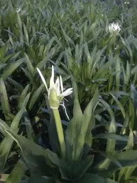 一個人和自己相處得越好，快樂指數越高，情緒也會更加穩定，因為你的開心是在自己這里，而不是在他人身上，這種開心是完全由自己說了算的。

《無用之美》一林曦配圖