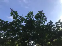 “人一輩子首先要解決人與物的關(guān)系，再解決人與人的關(guān)系，最后解決人與自己的關(guān)系。只是，最后一條最難?！?
梁漱溟---《人生的藝術(shù)》配圖