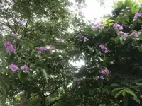 好好说话的3个小窍门

----如何好好说话，让婚姻更甜蜜

在我们日常生活的沟通交流中，好好说话很重要，特别是和我们天天在一起的夫妻或伴侣。这里有3个小建议：它们分别是减少生硬的开场白、表情管理和放缓语速，值得我们学习和练习。

1.减少生硬的开场白

亲密关系很容易发生争吵，因为天天在一个屋檐下，有争吵冲突其实是正常现象。但在大多数的情况下，冲突对话都是由开场白引起的。在一些婚姻不幸福的伴侣之间，争吵的原因可能和他们的互动方式有关，比如：轻视、批评、筑墙和防御。如果伴侣或夫妻在开始说话时，能够尽量避免这几个点，相信他们的日常沟通会有一个好的开始。

比如使用温和的开场白：在表达意见或提出问题之前，我们可以先用一句温暖或关切的话语作为铺垫，表达感激和认可，在提出要求或建议之前，先肯定对方已经做到的部分。

2.说话时表情的管理

夫妻说话争吵时的表情很重要，好的表情可以起到一个缓和作用。比如：尽量保持脸上的表情不难看，不用眼睛带着愤怒的瞪着对方，脸上不要有蔑视冷漠的表情。还有，如果在生气时能给对方一个嘻嘻笑的表情那就更好啦。细节决定成败，哈哈！

保持微笑：微笑是世界上最美的语言，它能够瞬间拉近人与人之间的距离。
控制情绪：当遇到不愉快的话题时，很容易情绪激动，但此时更需要我们控制好自己的表情。
眼神交流：真诚的眼神交流能够加深彼此的理解和信任。


3.说话时放缓语速

伴侣之间发生冲突时，彼此因为情绪激动、暴躁，都会不自觉地提高音量和说话的语速。当说话放缓语速的时候，我们的情绪也会趋于平静。而平静的情绪让我们容易冷静下来并放缓语速，这个时候，我们就能更好地倾听对方的声音，理解对方的感受，从而找到解决问题的方法。

有意识地放慢语速：在说话前，先深吸一口气，让自己的心情平静下来。
适时停顿：在关键的地方适时停顿一下，可以给对方留出思考和反应的时间。
避免口头禅和重复：过多的口头禅和重复会让对方感到厌烦和疲惫。


“傻瓜都会应对危机，让人身心俱疲的却是日常的琐事。”大文豪契诃夫的这句话说得很到位，尤其是用在夫妻伴侣亲密关系中特别贴切。

以上三个沟通小窍门，需要我们多学习、多练习，多在日常生活中用起来。让亲密关系越来越融洽，幸福感也会越来越强烈。

～～～《亲密关系心理学》小笔记～～～