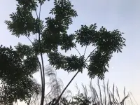 好好说话的3个小窍门

----如何好好说话，让婚姻更甜蜜

在我们日常生活的沟通交流中，好好说话很重要，特别是和我们天天在一起的夫妻或伴侣。这里有3个小建议：它们分别是减少生硬的开场白、表情管理和放缓语速，值得我们学习和练习。

1.减少生硬的开场白

亲密关系很容易发生争吵，因为天天在一个屋檐下，有争吵冲突其实是正常现象。但在大多数的情况下，冲突对话都是由开场白引起的。在一些婚姻不幸福的伴侣之间，争吵的原因可能和他们的互动方式有关，比如：轻视、批评、筑墙和防御。如果伴侣或夫妻在开始说话时，能够尽量避免这几个点，相信他们的日常沟通会有一个好的开始。

比如使用温和的开场白：在表达意见或提出问题之前，我们可以先用一句温暖或关切的话语作为铺垫，表达感激和认可，在提出要求或建议之前，先肯定对方已经做到的部分。

2.说话时表情的管理

夫妻说话争吵时的表情很重要，好的表情可以起到一个缓和作用。比如：尽量保持脸上的表情不难看，不用眼睛带着愤怒的瞪着对方，脸上不要有蔑视冷漠的表情。还有，如果在生气时能给对方一个嘻嘻笑的表情那就更好啦。细节决定成败，哈哈！

保持微笑：微笑是世界上最美的语言，它能够瞬间拉近人与人之间的距离。
控制情绪：当遇到不愉快的话题时，很容易情绪激动，但此时更需要我们控制好自己的表情。
眼神交流：真诚的眼神交流能够加深彼此的理解和信任。


3.说话时放缓语速

伴侣之间发生冲突时，彼此因为情绪激动、暴躁，都会不自觉地提高音量和说话的语速。当说话放缓语速的时候，我们的情绪也会趋于平静。而平静的情绪让我们容易冷静下来并放缓语速，这个时候，我们就能更好地倾听对方的声音，理解对方的感受，从而找到解决问题的方法。

有意识地放慢语速：在说话前，先深吸一口气，让自己的心情平静下来。
适时停顿：在关键的地方适时停顿一下，可以给对方留出思考和反应的时间。
避免口头禅和重复：过多的口头禅和重复会让对方感到厌烦和疲惫。


“傻瓜都会应对危机，让人身心俱疲的却是日常的琐事。”大文豪契诃夫的这句话说得很到位，尤其是用在夫妻伴侣亲密关系中特别贴切。

以上三个沟通小窍门，需要我们多学习、多练习，多在日常生活中用起来。让亲密关系越来越融洽，幸福感也会越来越强烈。

～～～《亲密关系心理学》小笔记～～～