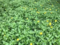 好好说话的3个小窍门

----如何好好说话，让婚姻更甜蜜

在我们日常生活的沟通交流中，好好说话很重要，特别是和我们天天在一起的夫妻或伴侣。这里有3个小建议：它们分别是减少生硬的开场白、表情管理和放缓语速，值得我们学习和练习。

1.减少生硬的开场白

亲密关系很容易发生争吵，因为天天在一个屋檐下，有争吵冲突其实是正常现象。但在大多数的情况下，冲突对话都是由开场白引起的。在一些婚姻不幸福的伴侣之间，争吵的原因可能和他们的互动方式有关，比如：轻视、批评、筑墙和防御。如果伴侣或夫妻在开始说话时，能够尽量避免这几个点，相信他们的日常沟通会有一个好的开始。

比如使用温和的开场白：在表达意见或提出问题之前，我们可以先用一句温暖或关切的话语作为铺垫，表达感激和认可，在提出要求或建议之前，先肯定对方已经做到的部分。

2.说话时表情的管理

夫妻说话争吵时的表情很重要，好的表情可以起到一个缓和作用。比如：尽量保持脸上的表情不难看，不用眼睛带着愤怒的瞪着对方，脸上不要有蔑视冷漠的表情。还有，如果在生气时能给对方一个嘻嘻笑的表情那就更好啦。细节决定成败，哈哈！

保持微笑：微笑是世界上最美的语言，它能够瞬间拉近人与人之间的距离。
控制情绪：当遇到不愉快的话题时，很容易情绪激动，但此时更需要我们控制好自己的表情。
眼神交流：真诚的眼神交流能够加深彼此的理解和信任。


3.说话时放缓语速

伴侣之间发生冲突时，彼此因为情绪激动、暴躁，都会不自觉地提高音量和说话的语速。当说话放缓语速的时候，我们的情绪也会趋于平静。而平静的情绪让我们容易冷静下来并放缓语速，这个时候，我们就能更好地倾听对方的声音，理解对方的感受，从而找到解决问题的方法。

有意识地放慢语速：在说话前，先深吸一口气，让自己的心情平静下来。
适时停顿：在关键的地方适时停顿一下，可以给对方留出思考和反应的时间。
避免口头禅和重复：过多的口头禅和重复会让对方感到厌烦和疲惫。


“傻瓜都会应对危机，让人身心俱疲的却是日常的琐事。”大文豪契诃夫的这句话说得很到位，尤其是用在夫妻伴侣亲密关系中特别贴切。

以上三个沟通小窍门，需要我们多学习、多练习，多在日常生活中用起来。让亲密关系越来越融洽，幸福感也会越来越强烈。

～～～《亲密关系心理学》小笔记～～～