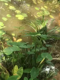 愛是一種藝術(shù)，愛不斷需要知識和努力，愛也是一種需要學習的能力。

愛是一種行動，愛主要是“給予”，給予是在真正地創(chuàng)造關(guān)系。同時給予也意味著獲得，雙方都產(chǎn)生了收獲和快樂。

愛的四個重點要素：關(guān)心、責任、尊重和了解。這四個要素需要彼此相互依存，交匯融合在一起，才能創(chuàng)造性地發(fā)展自己愛的能力，才能讓愛的基礎更牢固。

愛的實踐：它包括如何實現(xiàn)愛的規(guī)范，給予對方專心、耐心和最大關(guān)注。這些都需要我們?nèi)ド眢w力行地學習。愛是通過自身獲得的個人體驗，只有自己去實踐才能獲得愛的體驗。

《愛的藝術(shù)》并不是“說教”，而是每個人身上最實際的需要。這種需要很多時候被現(xiàn)實生活掩蓋了，但愛一直都存在著。希望我們都能學到愛的真諦，具備愛的能力，把握愛的分寸。認真對待自己和自己的愛人，共同維護愛的天平不傾斜，體驗到更多愛和幸福的藝術(shù)。

弗洛姆～《愛的藝術(shù)》～學習筆記

咱們來欣賞弗洛姆關(guān)于愛的經(jīng)典名言：

愛本質(zhì)上是給予而非獲取。

給予意味著富足，不是擁有多的人，而是給予多的人才富足。

愛，不是一種無需花費精力的享受，愛是一門藝術(shù)，它需要知識和努力。

愛是對所愛對象的生命和生長的積極關(guān)心。如果缺乏這種積極的關(guān)心，就沒有愛。

母愛的真正體現(xiàn)似乎并不在于母親對出生嬰兒的愛，而是在于以后成長中對孩子的愛。

一切有能力愛別人的人必定也愛自己。原則上愛自己和愛別人是不可分的。

我一向相信，真正的愛情可以在對方身上喚起某種有生命力的東西，而雙方都會因喚醒了內(nèi)心的某種生命力而布滿開心。配圖