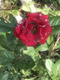 人的情緒就像表面起伏變化的大海：清晨，像微風中的小波瀾；午后，如海浪在礁石間開始澎湃；夜幕降臨時，變得黑暗沉靜。

我們每個人的情緒在大部分時間是相對穩定的，就像清晨里拍打在海岸上的浪花，有些起伏但都會漸漸散去。

但有時我們會被一些深層的感受所觸動，情緒變得洶涌起伏，難以平復。對于身處劇烈情緒起伏中的人來說，不僅自身焦躁不安，還常被他人誤解和責備，被指責脾氣太差或者性格孤僻，但他們只是不得已才借用這些情緒語言來表達內在的情感，等待有人可以識別出它們所代表的意義。

～～～心理學小筆記～～～配圖