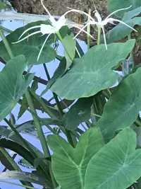 什么是心理陷阱？

著名心理學(xué)家懷斯（Wise）指出，在重大事情明顯無可挽回時(shí)，人們往往傾向于認(rèn)為，只要再堅(jiān)持一下，糟糕的情況就會(huì)自然好轉(zhuǎn)，卻很少理性評(píng)估——如果情況持續(xù)惡化，最終可能帶來怎樣的災(zāi)難性后果。??這就是著名的“心理陷阱”思維。

這種思維模式導(dǎo)致我們?nèi)菀紫萑胍环N“虛假希望”的循環(huán)：??

***當(dāng)現(xiàn)實(shí)變得艱難時(shí)，我們會(huì)自我安慰：“再撐一撐，情況會(huì)變好的。”??

***我們低估了時(shí)間成本，高估了自己的承受能力，直到某天突然發(fā)現(xiàn)，自己已經(jīng)深陷泥潭，進(jìn)退兩難。??

***最終，我們只能咬牙硬撐，甚至耗盡所有資源，卻仍無法扭轉(zhuǎn)局面。??

“一只腳著地”原則：給自己留一條退路。

懷斯提出了一條重要的生存策略——“一只腳著地”。它的核心含義是：無論你正在經(jīng)歷什么（投資、感情、事業(yè)等）永遠(yuǎn)不要讓自己完全陷入，必須始終保持一個(gè)可以隨時(shí)抽身的余地。??

這條原則提醒我們：??

1.?不要盲目依賴意志力——再堅(jiān)強(qiáng)的人，耐心和毅力也是有限的，長期的壓力會(huì)逐漸侵蝕判斷力。??
2.?提前設(shè)定“止損點(diǎn)”——與其等到無法挽回時(shí)才被迫放棄，不如提前明確：“如果情況惡化到某個(gè)程度，我就必須放手?！??
3.?保持靈活性——永遠(yuǎn)給自己留一個(gè)“后撤的支點(diǎn)”，這樣當(dāng)環(huán)境變得不可控時(shí)，你還能穩(wěn)住局面，而不是徹底失控。??

?如何避免心理陷阱？

??定期評(píng)估現(xiàn)狀——不要被“再堅(jiān)持一下就會(huì)好”的幻想迷惑，客觀分析趨勢(shì)。??

??設(shè)定明確的退出機(jī)制——在開始任何重大決策（如投資、長期關(guān)系、創(chuàng)業(yè)）前，先想清楚：“我最壞能接受什么？”??

??保持“一只腳著地”——無論多么投入，都要確保自己有能力隨時(shí)調(diào)整方向，而不是被徹底套牢。??

真正的智慧，不在于盲目堅(jiān)持，而在于知道何時(shí)該放手。

~~~心理學(xué)小筆記~~~配圖