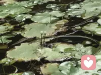 成长型思维带来的是什么？

其实，成长型的“思维”就像是一种心态。它首先是一种注意力的分配，让人把更多注意力投入到事情本身，它致力于去解决问题，而不是去证明问题无法解决。

成长型思维并不是一种盲目的乐观，它强调的是，只要你把关注点放在任务本身，而不是总想着“我不行”的想法上，你就会有更好的表现。“说我行，我就行”。一个人相信自己可以进步，就会把更多的注意力投向任务本身，在解决问题的过程中，能力自然就得到了锻炼。反过来讲，固定型思维的人相信自己做不成一件事，他就不再投入努力，结果当然也就会证明果然如此。

退一步说，哪怕一件事你没有坚持，也不要把它看成一个问题。成长型思维并不是说，一定要跟高难度任务死磕到底。你其实也可以放弃，这是你的自由。世界上有那么多可以做的事，我们完全可以选择一些自己喜欢的，对么。

重点在于，不要太急于给自己下定义。


～～～心理学小笔记～～～