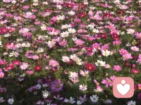 性教育的本质是人格与爱的启蒙

也许大部分家长都知道，青春期是孩子探索自我与世界的关键阶段，伴随生理发育，自慰接触色情信息了解安全套等话题往往成为亲子沟通的敏感区。这时候，家长的应对方式不仅关乎孩子的性健康认知，更影响着他们的人格成长与亲子关系质量。

现在，让我们对性教育多一些正确的了解。

一、性议题的背后，藏着孩子的成长密码  

面对青春期的性相关行为（如自慰、接触网络色情），许多家长容易陷入纠正错误的焦虑，急于说教或禁止。但作者提醒我们：性从来不是孤立的话题，孩子反复查看色情内容，可能是现实中情感联结匮乏的补偿；对自慰的过度羞耻，或许源于家庭中身体隐私与情感接纳的双重缺失；甚至对安全套的好奇，也可能暗含对责任与自我保护的朦胧探索。若仅盯着性本身批判，反而会遮蔽背后的核心需求：孩子是否在家庭中获得了足够的安全感？父母的角色是否完整（如父亲缺位可能导致男孩对性别认同的迷茫）？性教育的前提，是先读懂孩子行为背后的心理诉求。  

 二、早恋不是问题，是成长的信号  

常被家长视为洪水猛兽的早恋，作者重新定义为正常的发展现象。青春期对亲密关系的向往，本质是孩子在练习爱的能力——学习关注他人感受、处理矛盾、建立信任。此时家长的角色不应是拦截者，而应是陪伴者：放下早恋影响学习的刻板标签，用发展的眼光看待孩子的情感需求；尊重其个性与选择（比如，不强行拆散、不贬低对方），同时温和传递如何平衡情感与责任的思考。真正的引导，是让孩子在被接纳中学会对自己的选择负责。  

 三、缓解家长焦虑，是有效沟通的起点  

许多家长对性教育的回避，根源往往是自身的焦虑：担心孩子学坏、害怕自己不懂如何教、恐惧直面性的自然性。作者在书中点破关键：性教育的第一步，是家长先完成对性知识的系统学习与情绪梳理。当我们通过科学资料了解自慰是正常的生理释放色情信息与真实性教育的区别安全套的正确使用是保护而非鼓励等事实，那些因未知产生的恐慌会逐渐消解。情绪稳定后，我们才能以平和的姿态与孩子对话，不是居高临下的教育，而是平等的探讨：你觉得接触这类信息时，哪些部分让你困惑？如果未来遇到需要保护自己或他人的情况，我们可以一起想想办法。  

《重要的性，影响孩子一生》学习笔记配图