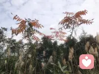 从“管教”到“放手”：破解青春期家庭的三个困局


当家里那个曾经乖巧的宝贝“小豆丁”突然变得爱顶嘴、沉迷手机、拒绝沟通，很多父母会感到措手不及。这不仅仅是孩子的“叛逆”，更是整个家庭系统正在经历一次剧烈的升级模式。

在这个阶段，我们面临的困难往往不是来自外界，而是源于家庭内部的三重枷锁。今天，我们就从心理学的视角，拆解青春期家庭转变的三大核心阻力。

第一重阻力：路径依赖——“为什么以前的方法不管用了？”

在父母的记忆里，青春期似乎总伴随着“叛逆”、“厌学”或“手机成瘾”这些标签。但在心理学看来，这些表象背后的真相只有一个：孩子长大了。

我们人类的大脑天生喜欢省力，习惯沿用过去的成功经验——这就是“路径依赖”。父母下意识地认为：“我当年就是这么管他的，怎么现在不行了？”

这里的关键认知是：十五岁绝对不等于五岁。那个曾经依附于你的小生命，如今正在构建独立的自我。他们不但对一切新事物感到好奇，还渴望探索外面的世界，以及需要强烈的掌控感。如果父母还把他们当成“提线木偶”来管理，冲突便不可避免。

破局之道在于：父母必须主动切断旧有的自动化反应，把自己放在“副驾驶”的位置。承认自己不懂，去学习新的养育逻辑，这是应对孩子青春期的出路之一。


第二重阻力：责任推诿——“明明是他错了，为什么要我改？”

当家庭陷入僵局时，最常见的戏码就是父母之间互相指责：“都是你惯的！”“你什么事都不管！”双方都在拼命证明自己在道理上是“无辜”的，试图把改变的责任甩给对方。

这种对抗的背后，是对“失控”的恐惧。当稳定的家庭结构面临瓦解，人的本能反应是抓住最后一点掌控权——只要证明是对方的错，我就不用改变，我的世界就是安稳的。

但事实上，父母双方没有对错之分。 我们只是停留在了“育儿1.0版本”，而孩子已经升级到了“2.0版本”。在这个阶段，核心议题不再是“谁对谁错”，而是“边界在哪里”：哪些事该交给孩子说了算？父母该如何提供情绪支持？如果孩子的梦想与父母期待不符，该如何和平相处。

真正的矛盾是：谁都不想动。 然而，生活不会为了我们的舒适而暂停。我们必须接受这个不友好的事实：熟悉的模式将慢慢失效，选择改变是首要的任务。

未完待续……

～～～心理学笔记～～～配图