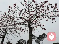 你以为你在做选择？其实是“阈下加工”在帮忙

——我们的直觉从何而来？大脑的“后台程序”看不见，却一直在运行。

你有没有经历过这样的时刻：明明没有刻意去想，却自然而然做出选择，仿佛被无形的手轻轻推动？那有没有可能在我们清醒的意识之外，还有一些自动运行、却意识不到的心理活动，正悄悄参与着我们的生活？

在过去的一百多年，心理学的发展一直有两条并行的线索：一条是我们能够意识到的心理过程；另一条则是那些我们觉察不到，却持续影响着我们的无意识活动。从精神分析对潜意识的探索，到行为主义对刺激与反应规律的总结，绝大多数心理学流派都认同：人类通过意识所认识的自己，仅仅是内心世界的一小部分。

我们可以把自己的头脑想象成一座剧院：聚光灯（意识）只照亮舞台中央的一小块，而观众席隐没在黑暗中——但那里其实坐满了“观众”。我们虽看不见他们的样子，却可以通过各种心理学实验，“听”到他们的动静、察觉他们的存在。

那么，“阈（yù）下加工”到底是什么（阈是门槛，意味着“界限”，常用来表示临界点）？在心理学中，“阈下加工”是指那些我们无法察觉、却在不知不觉中影响我们行为与判断的心理过程。

我们先来看2个熟悉的心理现象，它们都是阈下加工的体现。

1. 鸡尾酒会效应：它指的是我们在嘈杂环境中（比如人声喧闹的酒会），能够自动过滤无关对话，将主要注意力集中在当前谈话上；但如果背景声中突然出现与自己相关的信息（比如名字），就会立刻引起我们注意的现象。

简单来说：你以为自己在喧闹的现场只听着一个人说话，实际上大脑一直在后台监控全场，并随时准备为你捕捉重要信息。当你全神贯注的和一个人交谈，或者聆听台上的演讲时，你以为自己已经屏蔽了周围的嘈杂人声。但如果不远处有人突然提到你的名字，你会立刻转头望去。这说明，在我们主动聚焦注意力的同时，大脑也在后台自动监测环境中的信息——尤其是那些与我们自身相关的内容。

2. 启动效应：启动效应就像给我们的大脑悄悄“调了个频道”。在你意识到之前，一个先出现的信号（比如一个词、一张图、一个声音、一种味道）已经激活了你大脑里相关的联想网络，让你接下来的想法和行为，不自觉地往那个方向偏。

我们看下面的例子：


未完待续……

～～～心理学笔记～～～配图