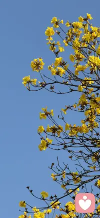 你做的选择其实是“阈下加工”在帮忙（二）

——接上篇——

2. 启动效应：启动效应就像给我们的大脑悄悄“调了个频道”。在你意识到之前，一个先出现的信号（比如一个词、一张图、一个声音、一种味道）已经激活了你大脑里相关的联想网络，让你接下来的想法和行为，不自觉地往那个方向偏。

我们看下面的例子：

首先，如果先让你看一些与“夏天”相关的词，比如“西瓜”、“沙滩”、“冰淇淋”，然后再让你从“春、夏、秋、冬”里选一个词来填空，你脱口而出“夏天”的概率会大大增加。

其次，假如我们看完一部恐怖片预告，回家时楼道里一点平常的声音都会让你心里一紧（你的“警觉、害怕”频道被启动了）。

还有，你在街角闻到了咖啡店的香味，就有可能突然想起了某个常一起去咖啡馆的朋友（“咖啡”启动了与之相关的记忆和情感）。

也就是说，你以为自己是独立、理性地做出判断，但其实，上一个看似无关的“启动”刺激，已经为你的思维铺好了路，让你更容易想到与之相关的内容。

简单理解启动效应，就是“前面的事物，暗中安排了后面你想到的事物”。

这些例子都揭示了一点：我们的大脑能够在意识觉察不到的情况下，接收、处理信息，并潜移默化地参与我们的判断和行动。

理解了阈下加工，或许能帮我们更宽容地看待生活中的某些“莫名”反应：比如为什么初次见面就容易产生“第一印象”？它未必有理有据，可能只是你无意识地捕捉到了对方的一个表情、一个动作，或是环境里的某个细微信号。

这也为直觉和灵感提供了一种解释：当你在某个领域积累了丰富经验，大脑可能已在后台形成某种“加工捷径”。这让我们不必经过有意识的推理，就能快速产生判断。就像高手下棋，有时并非一步步计算，而是凭“棋感”落子。

总的来说，大脑远比我们想象的更加复杂而聪明。它的许多工作，是在意识的聚光灯之外默默完成的。虽然我们无法直接指挥无意识，但了解它的存在与规律，或许能让我们在生活中多一分觉察，少一分困惑——在感性与理性之间，对自己和他人更多一些理解和了解。

～～～心理学笔记～～～配图