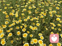 “时间不是解药，但解药在时间里”

——成长最真实的模样是与昨日温柔告别 

随着时间的沉淀，许多曾经汹涌的感受会渐渐归于平缓，这或许就是成长最真实的模样。阅读和经历慢慢拓宽了我们的视野，也让一些曾以为无法逾越的情感，在回望时显露出它原本的轮廓。

曾经那样执着于一个人、一件事，念念不忘，仿佛全世界的雨都落在自己的眼眶里。生活被一种情绪占满，心像被困在潮汐之中，反复被同一片海浪淹没。那种感受如此真实，如此彻骨——也许正是那时的投入，才有了有后来的清醒。

而时间确实有着巨大的魔力。几年过去，经历生活现实与工作社交的淘洗，甚至一些无法预料的变迁，某天醒来忽然发现，那份执念不知何时已经松开了手。不再想见那个人，不再愿提那些事。节日回乡探亲，心里平静无波，甚至有些不愿靠近的淡然。而从前，仅仅是坐在旁边，就觉得是一种幸福。

这其中的转变，很难用语言彻底说清，却实实在在发生了。或许是因为我们终于明白：人总要向前走。有时候我们陷在自己的循环里，以为那里安全，可若真的安全，又为何会痛苦？想象中得不到的美好，有时只是一种自我沉沦；而真正握在手里的生活，才值得认真对待。

关于关系，无论是重逢的执念还是眼前的婚姻，本质或许都是我们与自己的对话。如果两个人真的无法同行，好聚好散或许是对彼此更深的尊重——无关年纪，无关旁人，只关乎余生的质量。每个人都有权利追求更适合自己的生活，只要能够自我承担，坦诚面对。

在这个过程中，尊严不是别人给的，而是自己一点一点建立起来的。选择了成家，便承担责任；但责任不意味着失去自我。看见对方的好，也珍视自己的珍贵，或许才是平衡的开始。

回头看，特别感谢那段迷失的时光。它或许与少年时的未完成有关，是心理学所说的“缺失”在成年后的回响。而当我们通过阅读、经历和心理的觉察，慢慢看懂这些线索，那个结就开始松动。生活不断向前推进，当我们找到更值得投入的事：工作、爱好、成长、助人——某些曾经沉重的情感，便会自然褪色。

人与人的关系，或许清淡一些才更长久。能彼此照亮时就相聚，能量消耗时就暂时远离。当我们真正把自己从故事里抽离出来，会发现那些曾经的眼泪，不过是生命里的一场雨。雨会停，天会晴，而我们还会继续走下去。

思考与感悟
真正的释怀，或许不是删除记忆，而是允许一切经过，然后选择把自己的生命活得更开阔。那些过去的迷恋与痛苦，如同心底的刻印，记载着我们来时的路。配图