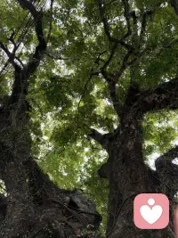 警惕大脑的3个“坏习惯”：为什么我们会做错决定


——你的直觉在骗你！但这不是它的错

在人生的重要岔路口，是相信直觉还是理性思考？大脑中的两个声音常常让我们陷入纠结。
我们每天都在面临选择：早餐吃包子还是面条？出门要不要带伞？这些日常决定往往依靠直觉瞬间完成。
但当面临人生重大选择——比如选择职业道路、寻找人生伴侣这些问题，直觉却常常引我们误入歧途。为什么大脑会出现这种偏差？诺贝尔奖得主丹尼尔·卡尼曼在《思考，快与慢》中揭示了答案。


01. 大脑里的两个角色

想象一下，你的大脑里住着两位性格迥异的居民：
系统1：直觉的单身女主人
她是快思考的代表，负责我们所有的直觉反应和无意识行为。当你一眼认出熟人的面孔，或者不假思索地说出 2+2=4，这都是系统1在高效工作。
她反应迅速，毫不费力，只是偶尔也会轻率下结论。


系统2：理性的单身男管家

这位男管家代表慢思考，当遇到复杂问题（比如计算17×24等于多少）时，才会被唤醒。他严谨、专注，但有个明显的缺点——非常懒惰，能不思考就不思考。
虽然系统2自认为是大脑的主宰，但事实上，我们日常生活90%的决定都是由系统1这位女主人主导的。

02. 直觉的三个“坏习惯”

大多数时候，系统1这位直觉女主人的高效工作让我们受益。但她有三个习惯，容易让我们产生认知偏差：
习惯一：过度担忧
系统1对危险极为敏感，这是人类进化的遗产——宁愿错把树枝看成蛇，也不愿忽略真正的威胁。
心理学中的“可用性启发”原理显示，人们会根据事件在记忆中提取的容易程度，来评估其发生概率。比如最近看到空难新闻的人，往往会高估飞机失事的可能性。
更有趣的是“情感性启发”：有时候我们不是因为危险而恐惧，而是因为先感到恐惧，才认为情境危险。比如 深夜独自行走时，一点风吹草动就能让我们心跳加速。

习惯二：强行找关联

系统1热衷于在不同事物间建立联系，即便这种联系可能根本不存在。
比如某天你穿了红色衬衫，恰好那天工作特别顺利。从此以后，每当有重要会议，你可能会不自觉地选择红色衣服，仿佛那件衣服真的带有好运。
我们的大脑渴望秩序和规律，宁愿创造虚假的因果关系，也不愿接受世界的随机性。


未完待续……配图