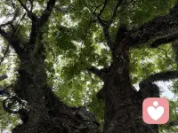 警惕大脑的3个“坏习惯”：为什么我们会做错决定


——你的直觉在骗你！但这不是它的错

在人生的重要岔路口，是相信直觉还是理性思考？大脑中的两个声音常常让我们陷入纠结。
我们每天都在面临选择：早餐吃包子还是面条？出门要不要带伞？这些日常决定往往依靠直觉瞬间完成。
但当面临人生重大选择——比如选择职业道路、寻找人生伴侣这些问题，直觉却常常引我们误入歧途。为什么大脑会出现这种偏差？诺贝尔奖得主丹尼尔·卡尼曼在《思考，快与慢》中揭示了答案。


01. 大脑里的两个角色

想象一下，你的大脑里住着两位性格迥异的居民：
系统1：直觉的单身女主人
她是快思考的代表，负责我们所有的直觉反应和无意识行为。当你一眼认出熟人的面孔，或者不假思索地说出 2+2=4，这都是系统1在高效工作。
她反应迅速，毫不费力，只是偶尔也会轻率下结论。


系统2：理性的单身男管家

这位男管家代表慢思考，当遇到复杂问题（比如计算17×24等于多少）时，才会被唤醒。他严谨、专注，但有个明显的缺点——非常懒惰，能不思考就不思考。
虽然系统2自认为是大脑的主宰，但事实上，我们日常生活90%的决定都是由系统1这位女主人主导的。

02. 直觉的三个“坏习惯”

大多数时候，系统1这位直觉女主人的高效工作让我们受益。但她有三个习惯，容易让我们产生认知偏差：
习惯一：过度担忧
系统1对危险极为敏感，这是人类进化的遗产——宁愿错把树枝看成蛇，也不愿忽略真正的威胁。
心理学中的“可用性启发”原理显示，人们会根据事件在记忆中提取的容易程度，来评估其发生概率。比如最近看到空难新闻的人，往往会高估飞机失事的可能性。
更有趣的是“情感性启发”：有时候我们不是因为危险而恐惧，而是因为先感到恐惧，才认为情境危险。比如 深夜独自行走时，一点风吹草动就能让我们心跳加速。

习惯二：强行找关联

系统1热衷于在不同事物间建立联系，即便这种联系可能根本不存在。
比如某天你穿了红色衬衫，恰好那天工作特别顺利。从此以后，每当有重要会议，你可能会不自觉地选择红色衣服，仿佛那件衣服真的带有好运。
我们的大脑渴望秩序和规律，宁愿创造虚假的因果关系，也不愿接受世界的随机性。


未完待续……配图