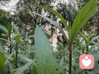 梦从何处来？心理学与神经科学，为你温和地拆解梦的根源

——“梦仅仅是大脑的随机电波，还是潜意识的密语？今天，换个角度读懂你的梦。”

说到“梦”，我们都有各自的体验和理解。每个夜晚，无论我们是否愿意，头脑都会踏入那个不受控制的奇幻世界。有人查阅《周公解梦》，试图从中寻找预兆；有人则好奇梦境与现实之间究竟存在怎样的联系。今天，我们从心理学角度出发，带你了解三种关于梦的理论——或许会为你对梦的认知打开一扇新的窗。

一、精神分析释梦：通往无意识的道路

精神分析释梦的核心在于“无意识”——如同冰山隐藏在水面之下的部分。弗洛伊德认为，白天清醒时，理性压抑着无意识的念头；而睡眠中理性“休息”时，无意识便通过梦境浮现。因此他说：“梦是通往无意识的康庄大道。”

在精神分析取向的心理咨询中，“你最近做了什么梦？”仍是常见话题。但梦很容易被遗忘，除非醒来后立刻记录，否则多数细节会迅速消退。

然而，真正的释梦并不简单。要理解一个梦，必须结合梦者的生活背景、现实处境与内心困扰，进行整体解读。重要的是思考：为什么这个梦让你印象深刻？其中是否有与现实相呼应的主题？即便在精神分析中，释梦也始终要回归现实生活。

不过，这一理论至今未被实证科学完全验证。它虽能帮助许多人觉察内在冲突，但有时也存在过度解读的风险。如果有人对你的梦做出离奇荒诞的分析，不必过于紧张，一笑而过也无妨。

二、神经科学视角：激活整合理论

在科学眼中，梦与睡眠阶段的“快速眼动期”（REM）密切相关。REM 期间，眼球快速转动，脑电波活跃，若在此刻唤醒熟睡的人，对方通常会说正在做梦。

研究表明，我们每晚会经历 4-6 个 REM （快速眼动期）周期，并且每个周期都会做梦，只是多数梦境被遗忘，能记起的往往只是醒来前的那个梦。

因此，神经心理学家提出了“激活整合理论”：梦不过是大脑在睡眠中受到随机电波信号激活后，自发进行的碎片化信息拼装。大脑内部就像一台自动意义加工机器，它可能并不蕴含深意。如果不主动记录，梦很容易在半小时内消散于记忆之中。

未完待续……