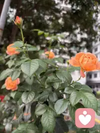 梦从何处来？心理学与神经科学，为你温和地拆解梦的根源

——“梦仅仅是大脑的随机电波，还是潜意识的密语？今天，换个角度读懂你的梦。”

说到“梦”，我们都有各自的体验和理解。每个夜晚，无论我们是否愿意，头脑都会踏入那个不受控制的奇幻世界。有人查阅《周公解梦》，试图从中寻找预兆；有人则好奇梦境与现实之间究竟存在怎样的联系。今天，我们从心理学角度出发，带你了解三种关于梦的理论——或许会为你对梦的认知打开一扇新的窗。

一、精神分析释梦：通往无意识的道路

精神分析释梦的核心在于“无意识”——如同冰山隐藏在水面之下的部分。弗洛伊德认为，白天清醒时，理性压抑着无意识的念头；而睡眠中理性“休息”时，无意识便通过梦境浮现。因此他说：“梦是通往无意识的康庄大道。”

在精神分析取向的心理咨询中，“你最近做了什么梦？”仍是常见话题。但梦很容易被遗忘，除非醒来后立刻记录，否则多数细节会迅速消退。

然而，真正的释梦并不简单。要理解一个梦，必须结合梦者的生活背景、现实处境与内心困扰，进行整体解读。重要的是思考：为什么这个梦让你印象深刻？其中是否有与现实相呼应的主题？即便在精神分析中，释梦也始终要回归现实生活。

不过，这一理论至今未被实证科学完全验证。它虽能帮助许多人觉察内在冲突，但有时也存在过度解读的风险。如果有人对你的梦做出离奇荒诞的分析，不必过于紧张，一笑而过也无妨。

二、神经科学视角：激活整合理论

在科学眼中，梦与睡眠阶段的“快速眼动期”（REM）密切相关。REM 期间，眼球快速转动，脑电波活跃，若在此刻唤醒熟睡的人，对方通常会说正在做梦。

研究表明，我们每晚会经历 4-6 个 REM （快速眼动期）周期，并且每个周期都会做梦，只是多数梦境被遗忘，能记起的往往只是醒来前的那个梦。

因此，神经心理学家提出了“激活整合理论”：梦不过是大脑在睡眠中受到随机电波信号激活后，自发进行的碎片化信息拼装。大脑内部就像一台自动意义加工机器，它可能并不蕴含深意。如果不主动记录，梦很容易在半小时内消散于记忆之中。

未完待续……