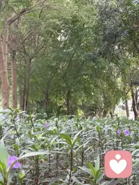 梦从何处来？心理学与神经科学，为你温和地拆解梦的根源

——“梦仅仅是大脑的随机电波，还是潜意识的密语？今天，换个角度读懂你的梦。”

说到“梦”，我们都有各自的体验和理解。每个夜晚，无论我们是否愿意，头脑都会踏入那个不受控制的奇幻世界。有人查阅《周公解梦》，试图从中寻找预兆；有人则好奇梦境与现实之间究竟存在怎样的联系。今天，我们从心理学角度出发，带你了解三种关于梦的理论——或许会为你对梦的认知打开一扇新的窗。

一、精神分析释梦：通往无意识的道路

精神分析释梦的核心在于“无意识”——如同冰山隐藏在水面之下的部分。弗洛伊德认为，白天清醒时，理性压抑着无意识的念头；而睡眠中理性“休息”时，无意识便通过梦境浮现。因此他说：“梦是通往无意识的康庄大道。”

在精神分析取向的心理咨询中，“你最近做了什么梦？”仍是常见话题。但梦很容易被遗忘，除非醒来后立刻记录，否则多数细节会迅速消退。

然而，真正的释梦并不简单。要理解一个梦，必须结合梦者的生活背景、现实处境与内心困扰，进行整体解读。重要的是思考：为什么这个梦让你印象深刻？其中是否有与现实相呼应的主题？即便在精神分析中，释梦也始终要回归现实生活。

不过，这一理论至今未被实证科学完全验证。它虽能帮助许多人觉察内在冲突，但有时也存在过度解读的风险。如果有人对你的梦做出离奇荒诞的分析，不必过于紧张，一笑而过也无妨。

二、神经科学视角：激活整合理论

在科学眼中，梦与睡眠阶段的“快速眼动期”（REM）密切相关。REM 期间，眼球快速转动，脑电波活跃，若在此刻唤醒熟睡的人，对方通常会说正在做梦。

研究表明，我们每晚会经历 4-6 个 REM （快速眼动期）周期，并且每个周期都会做梦，只是多数梦境被遗忘，能记起的往往只是醒来前的那个梦。

因此，神经心理学家提出了“激活整合理论”：梦不过是大脑在睡眠中受到随机电波信号激活后，自发进行的碎片化信息拼装。大脑内部就像一台自动意义加工机器，它可能并不蕴含深意。如果不主动记录，梦很容易在半小时内消散于记忆之中。

未完待续……