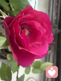 我们为何会心动？揭秘吊桥效应背后的自我合理化解释

一见钟情，是错觉还是大脑的一场“合理化”骗局？

我们可能有过这样的经历：在某个紧张刺激的瞬间，遇见一个人，心跳加速，怦然心动。后来回想起来，依然坚信那就是爱情开始的瞬间。

但真相是什么呢？可能是吊桥效应穿上了爱情的外衣。

吊桥效应这个心理学概念，你可能并不陌生。它说的是：当人们处于刺激或危险环境中，容易把生理上的紧张反应（心跳加速、手心出汗）错误归因为对身边人的心动。


经典的吊桥实验是这样的：一位漂亮的女研究员站在一座高悬摇晃的吊桥中间，等那些独自过桥的男性走过来后，她邀请他们做问卷，并留下电话号码，说“如果想了解实验结果，可以联系我”。

结果发现，从吊桥上走下来的男性，事后打电话的比例远高于从普通石桥上走下来的男性。

这个实验的表面结论：是刺激环境催生了爱情错觉。但真正值得玩味的，是接下来的心理机制。


吊桥效应本质上是一个两阶段的认知误导，是我们大脑的“快系统1”与“慢系统2”接力完成的合谋。

第一阶段：无意识的条件反射。就像你打开一包薯片，手会不自觉地一片接一片往嘴里送。在吊桥上，你的身体自然地对危险做出反应：心跳加速、呼吸急促。这一切发生在意识之外。

第二阶段：有意识的自我解释。等你发现自己心跳加速时，大脑会立刻启动慢系统2，开始寻找解释：“我为什么心跳这么快？”如果此时你身边站着一个有吸引力的人，大脑就会顺手抓取这个最明显的理由：“哦，一定是因为ta。”

这就好比你发现：“我怎么突然就吃完一整包薯片了？”于是你给自己一个解释：“大概是我太饿了吧。”但其实你根本不饿。

关键在于不是“我这么想，所以才这么做”，而是“我这么做了，所以我一定有这么想的理由”。这就是人类强大的自我合理化能力。

未完待续……配图