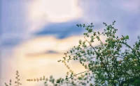 你若微笑前行，自得繁花万千 ，你若愁眉苦脸，生活就充满阴翳。凡事多笑一笑，笑去烦恼，笑去忧愁，笑出未来。配图