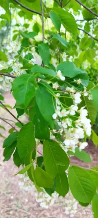 可曾聽聞五瓣丁香花的故事配圖