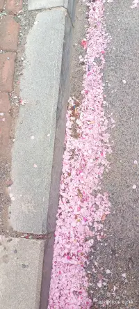 这样的季节里总会有淡淡的忧伤，不是你哪里不够好，尔是你还年轻还很真实。配图