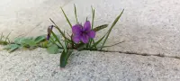 生命的力量，無論多渺小卑微都值得敬畏。因?yàn)樗秊榛钪?jīng)歷著，正經(jīng)歷著和將要經(jīng)歷著千軍萬馬般的踐踏，但他依然微笑??，開出美麗的花配圖
