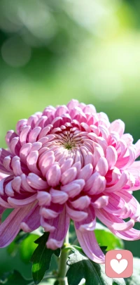 秋菊