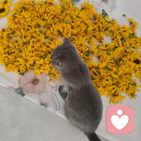 黄花🌼漫山遍野配图