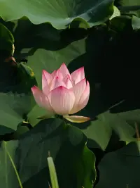 不和别人较真，因为不值得
不和自己较真，因为伤不起
不和往事较真，因为回不去
得之坦然，失之淡然，顺其自然

想了解自己性格，事业，财务，婚姻等情况可找老师帮你看看