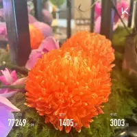 享受清晨的瑜伽時光