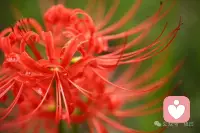 每個(gè)人的花期不同，不用焦慮別人比你提前擁有。堅(jiān)持你所堅(jiān)持的，時(shí)間會(huì)給你答案。配圖
