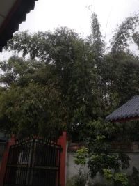青磚伴瓦漆，屋檐灑雨滴，……配圖
