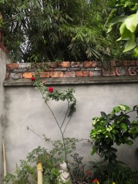 养了两年的花，中午开了配图