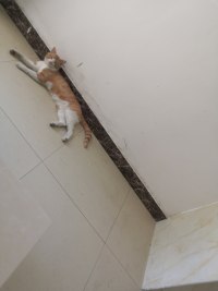 刚吃完下午茶，正在打瞌睡的猫配图