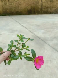 并非所有女性都依賴糖果,而是追求智慧與力量配圖