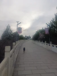 小狗獨自奔跑在悠長的步道上，四周樹木靜默，天空云層厚重。從心理學角度看，這樣的場景能反映出環境對人心理的影響。空曠的步道可能引發孤獨感，卻也能讓人有足夠空間進行內省；小狗的活潑身影，又為這略顯孤寂的環境注入生機，能喚起人們內心的愉悅與溫暖。自然環境的元素，無論是開闊的空間、靈動的動物，都在潛移默化地調節著我們的情緒，影響著我們的心理狀態，提醒著我們與自然的聯結能給予心靈慰藉與力量。配圖