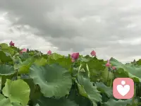 言之不足,歌之,歌之不足,舞之蹈之”出自诗经。意思：如果你用语言无法表达你要表达的事物或心情。就将它唱出来，如果无法将它唱出来，就用舞蹈表现它。配图
