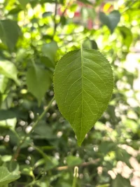 昨天一位姐姐咨詢，她說自己的婚姻雷同蘇敏的婚姻。因此我想深深的思考分享:
蘇敏的經歷之所以觸動人心，也許不在于她本身是否“完美”，而在于她鼓起勇氣打破生活枷鎖的舉動，為那些在相似困境中掙扎的人點燃了希望。這種行為本身就具有激勵意義，即使不認同她的選擇，也不可否認它引發了社會對女性生存狀態的關注和思考。蘇敏的故事引起廣泛關注，或許正是因為它折射出許多家庭共有的困境與渴望，這讓大眾產生了強烈共鳴，只是有的同處困境的人，想而不能，不敢。。。。配圖