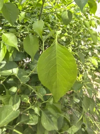 《莊子》里專門有一篇文章講“刻意”，中醫(yī)認為，人有先天的神，它又分成魂、魄。那么人出生以后所處的環(huán)境、所受的教育、積累的經(jīng)驗等一系列后天的東西形成了什么？形成了自己的“意”。

后天形成的東西和先天的魂、魄有什么區(qū)別呢？

區(qū)別在于先天的東西不可更改，而后天的東西是可變的。

如果你生在儒家家庭，就會被教育為舍生取義、殺身成仁；如果你生在道家家庭，就會被教育為貴生，即將生命放在第一位，沒有什么比生命更重要。

所以，后天的這些東西都是可變的，后天形成的意影響你后天的工作、學習、生活。—徐文兵配圖