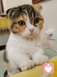 收養(yǎng)的流浪貓配圖