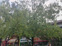 #与身体来一场对话#内观自己

昨天感冒了，昨天早晨起床时就感觉喉咙出有干痛的迹象，当时就以为只是上火，没有管它，到了晚上，就开始鼻涕、眼泪、喷嚏、咳嗽都来了，于是睡前服用了一颗感冒药。
今天早晨五点多醒来想去跑步的，结果发现头昏脑胀，身体沉重，双腿酸软，伴随发烧。先生见我这样，就接手送孩子去上学了。我就重新躺回床上，但发现身体依然不舒服，也没法睡着。
在翻来覆去的几分钟后，我突然感受到我的胃里是灼热的，而肠道也是火辣辣的，头是晕的，四肢是酸软乏力的，背部也是疼痛的。于是我对身体说，亲爱的你，此刻你感受到胃部灼热，肠道是火辣辣的，头发晕，背部酸软，四肢无力，是的，这一切都是真实存在的，你需要休息，你需要被照顾，你也需要被呵护！那么现在，就请你好好的休息吧，好好的睡一觉，等你醒来，看看感受如何。
我照做了，沉沉的睡去，十多分钟后，我醒来了，但感觉人清爽很多，头脑也清明一些。四肢及背部的酸痛感明显减少，胃部的灼烧感以及肠道火辣辣的感觉都消失了好多。
既然这样，就允许这些感受，他们真实的存在吧。

如果你也有身体不舒服的情况，请你也这样和它来一场对话吧