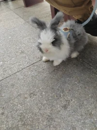 體驗九死一生的心跳歷程，人該如何承受這樣的經歷呢，在這個過程中，那種過山車的感覺您也有嗎？體驗是成長的開始，人在任何時候，都要記得，自己的初衷，不忘初心，方得始終。加油！愛的歷練配圖