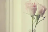 不要去追查会伤害自己的一面。日子对每一个人来说，都是如此艰难，我们只有接受变化，适当忘记，适当忽略，只有自己对自己好一点儿。