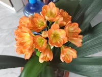 給生活做減法，不煩世事，滿心歡喜，只要來(lái)日可期，今天就值得欣喜~
?配圖