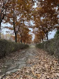 黑夜给了我黑色的眼睛，我却用它寻找光明！配图